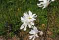 Magnolia stellata