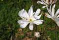 Magnolia stellata