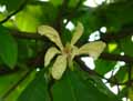 Magnolia tripetala
