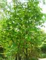 Magnolia tripetala
