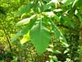 Magnolia tripetala