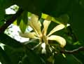Magnolia tripetala