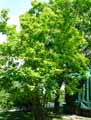 Magnolia x soulangeana Nigra
