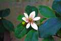Magnoliaceae-Michelia-figo-Michelie.jpg