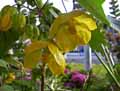 Abutilon Canary Bird