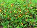 Abutilon Kaetish Bell