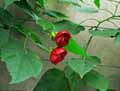 Abutilon Nabob