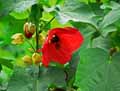 Abutilon Orange Red
