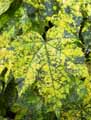 Abutilon pictum