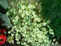 Abutilon savitzii