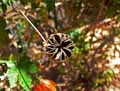Abutilon striatum
