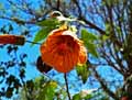 Abutilon striatum