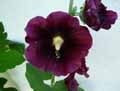Alcea rosea Nigra