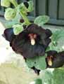 Malvaceae-Alcea-rosea-Nigra-Rose-tremiere-noire.jpg