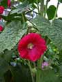 Alcea rosea