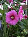 Alcea rosea