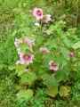 Alcea rosea