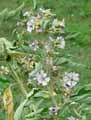 Althaea officinalis