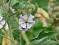 Althaea officinalis