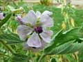 Althaea officinalis