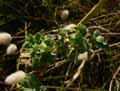 Althaea officinalis