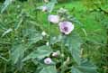 Malvaceae-Althaea-officinalis-Guimauve-Guimauve-officinale-Mauve-blanche.jpg