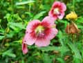 Anisodontea capensis