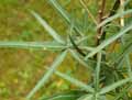 Brachychiton rupestris