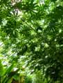 Ceiba pentandra