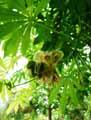 Ceiba pentandra