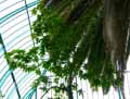 Ceiba speciosa