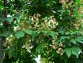 Firmiana simplex