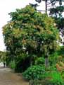 Malvaceae-Firmiana-simplex-Firmania-Sterculia-a-feuilles-de-platane-Parasol-chinois.jpg