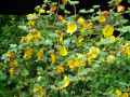 Fremontodendron californicum