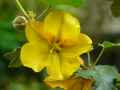 Fremontodendron californicum