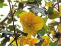Fremontodendron californicum