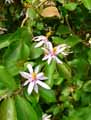 Malvaceae-Grewia-occidentalis-Grewia-Grewia-africain-Grewia-cafira.jpg