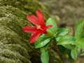 Malvaceae-Hibiscus-Clayii-Hibiscus.jpg