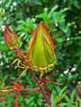 Hibiscus coccineus