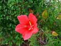 Malvaceae-Hibiscus-coccineus-Ketmie-ecarlate.jpg