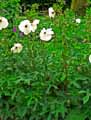 Hibiscus machino
