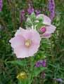 Hibiscus moscheutos ssp. palustris