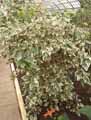 Hibiscus rosa-sinensis Cooperi