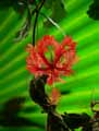 Hibiscus schizopetalus