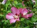 Hibiscus syriacus