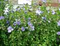 Hibiscus syriacus