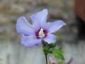 Hibiscus syriacus