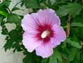 Hibiscus syriacus