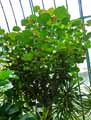 Hibiscus tiliaceus