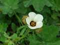 Hibiscus trionum